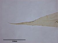Aerobryopsis parisii (Card.) Broth. Collection Image, Figure 5, Total 9 Figures